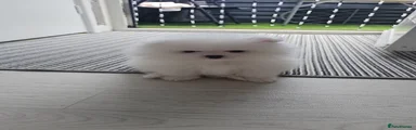 Pomeranian 3