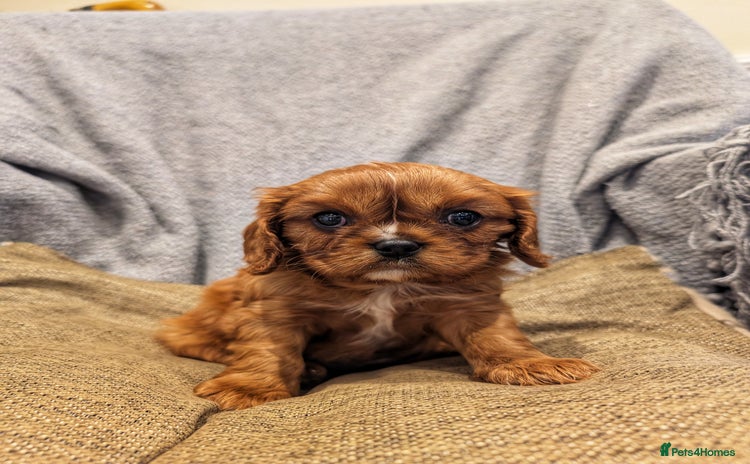 Cavalier King Charles Spaniel dogs - Advert 5