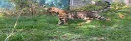 Bengal cats for sale: TICA Registered Bengal Kitten - Stunning Rosettes - Advert 25