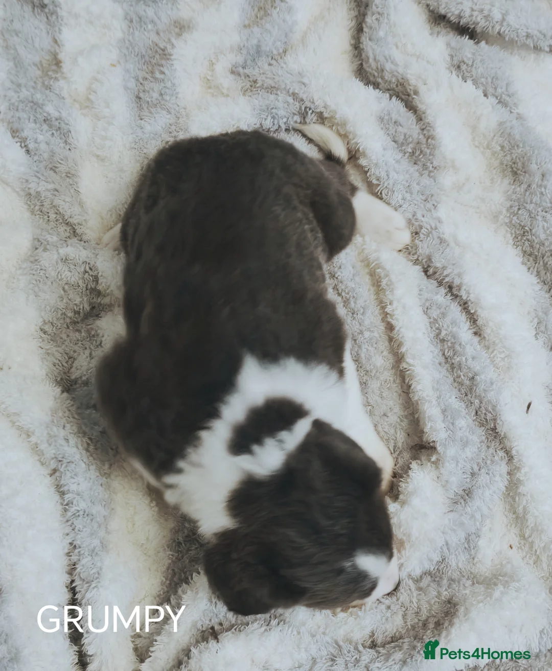 Mixed Breed dogs for sale:  REDUCED!! 2 OLD TYME BORDER COLLIE PUPPIES!  - Advert 26
