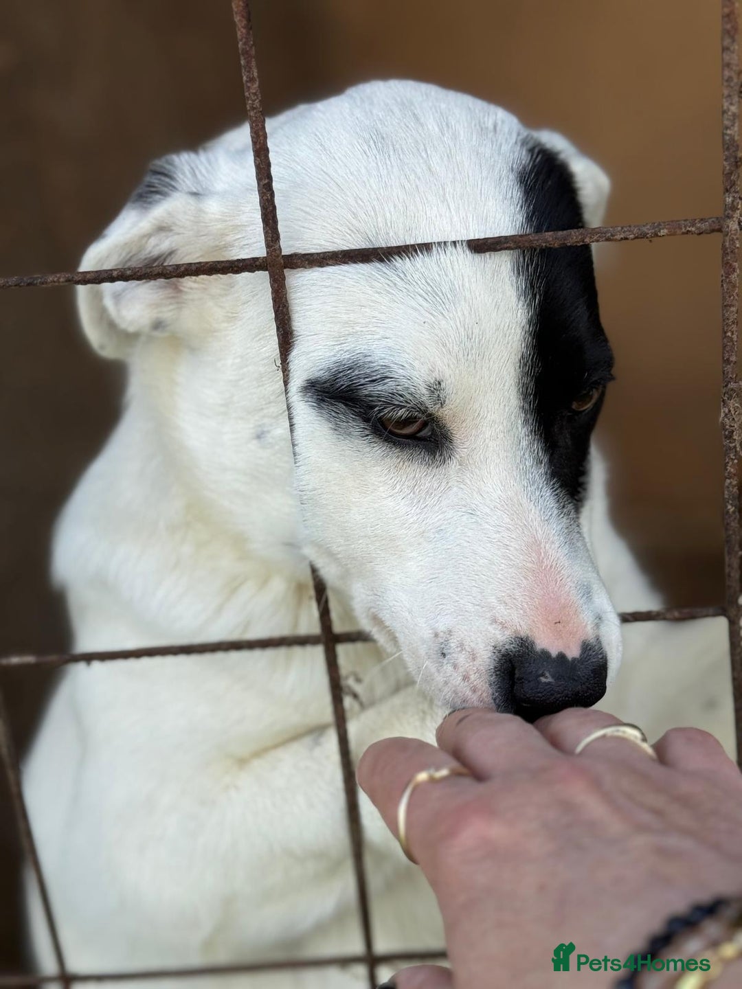 Mixed Breed dogs for adoption: LUCY - a Superb young Girl for a Loving Home - Image 8