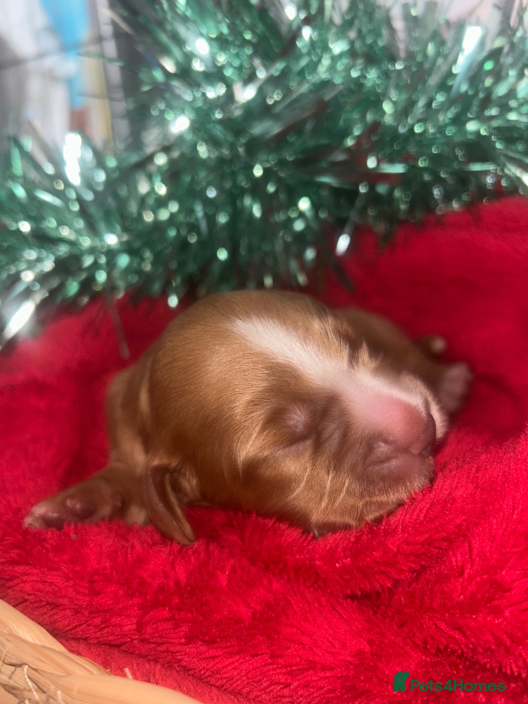 Cocker Spaniel dogs for sale: Cocker spaniel pups for sale  - Advert 6