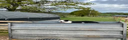 Border Collie dogs for stud: Working Border Collie stud  - Advert 4