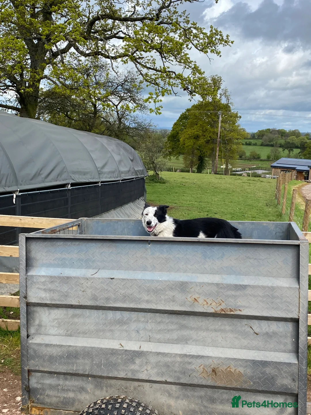 Border Collie dogs for stud: Working Border Collie stud  - Advert 4