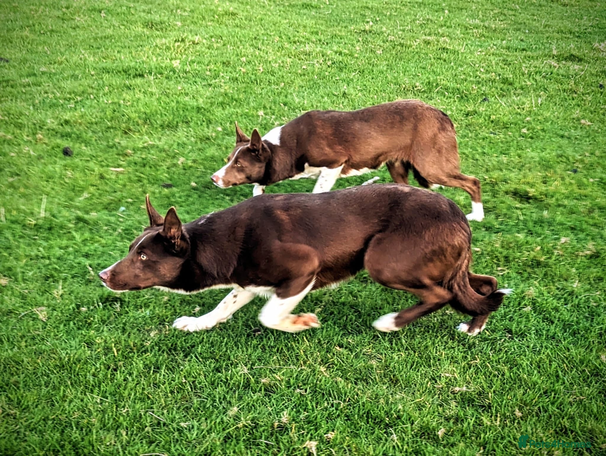 Border Collie dogs OPEN TRIAL WINNER - Health tested and registered - Advert 1