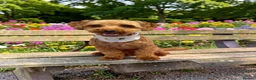 Yorkiepoo dogs for stud: Yorkiepoo Male For Stud  in Wigan - Advert 2