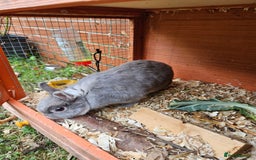 Netherland Dwarf rabbits for sale: Netherlands Dwarf and Double Hutch - Image 4