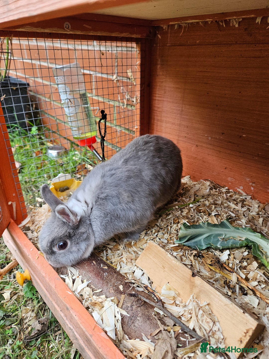 Netherland Dwarf rabbits for sale: Netherlands Dwarf and Double Hutch - Image 4