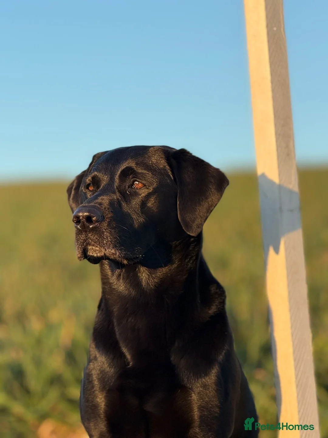 Labrador Retriever dogs for stud: Proven RKC Health Checked Beautiful Stud Labrador - Advert 1