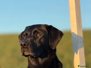 Labrador Retriever dogs Proven RKC Health Checked Beautiful Stud Labrador - Advert 18