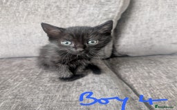 Mixed Breed cats for sale: Adorable kittens for sale - Image 5