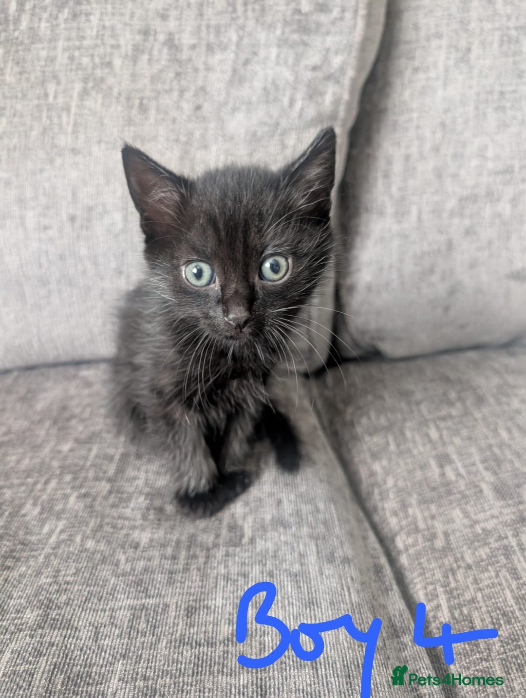 Mixed Breed cats for sale: Adorable kittens for sale - Image 5