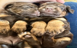 Cocker Spaniel dogs for sale: Stunning KC Working Cocker Spaniel Puppies - Image 24