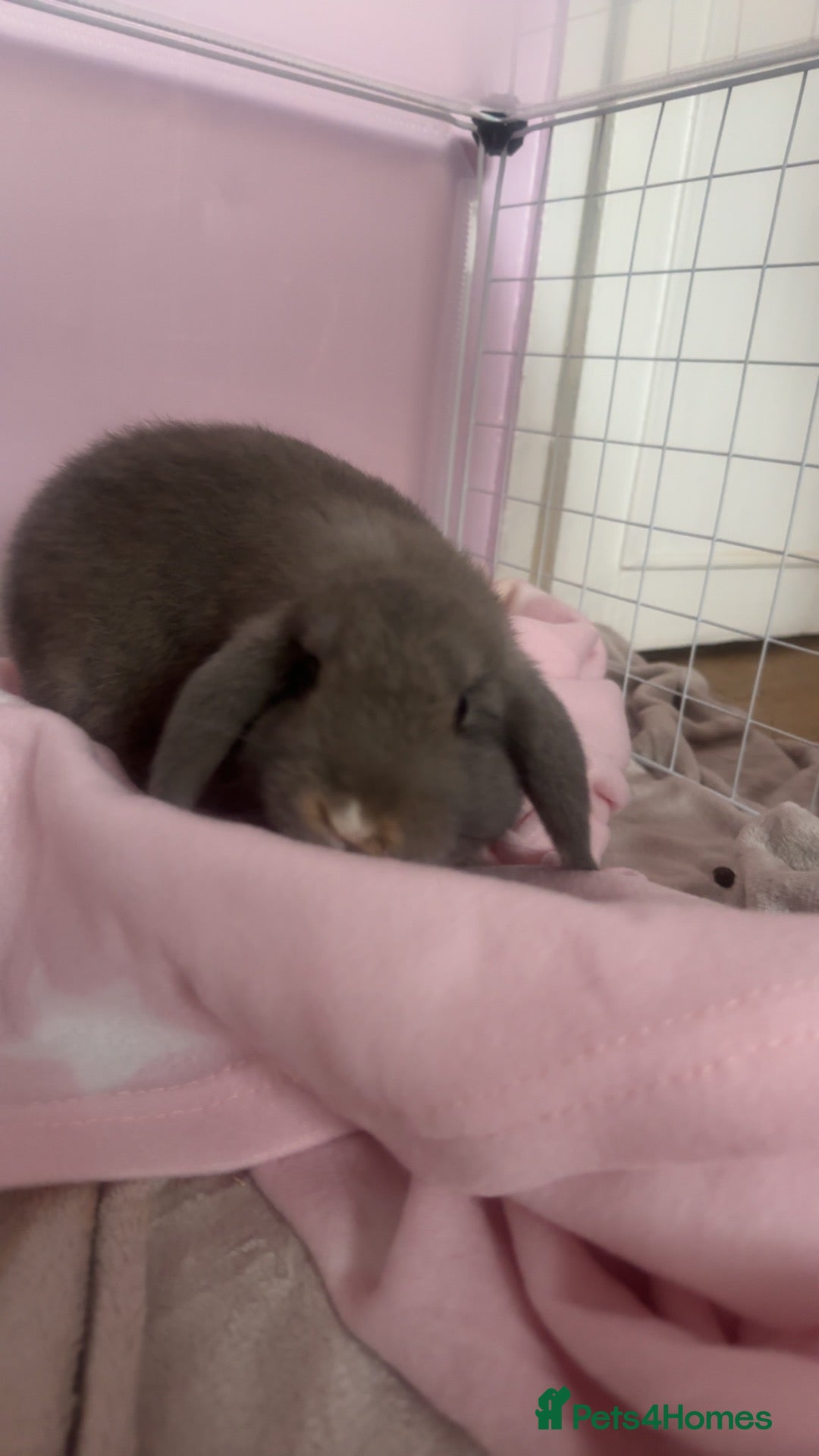 Mini Lop rabbits 2 mini lops almost 1 year old - Advert 1