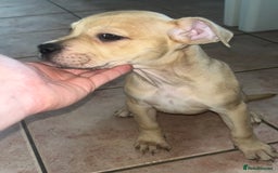 American Bull Staffy dogs for sale: 2 Female American bull x staff puppies left - Image 25