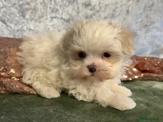 Maltipoo dogs F1B korean maltipoos - Advert 14