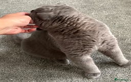 British Shorthair cats for sale: Pure blue british shorthair kitten - Image 3