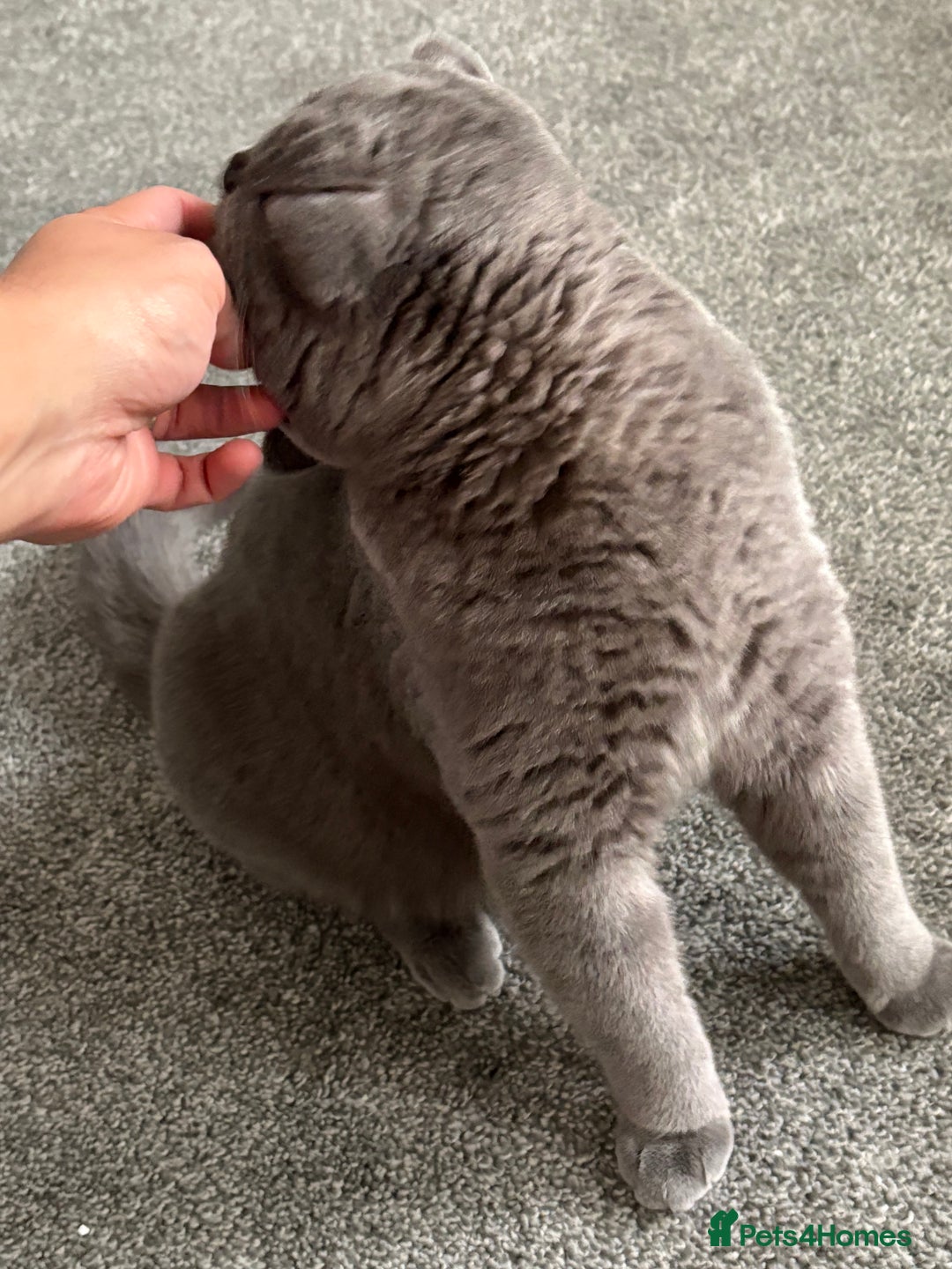 British Shorthair cats for sale: Pure blue british shorthair kitten - Image 3