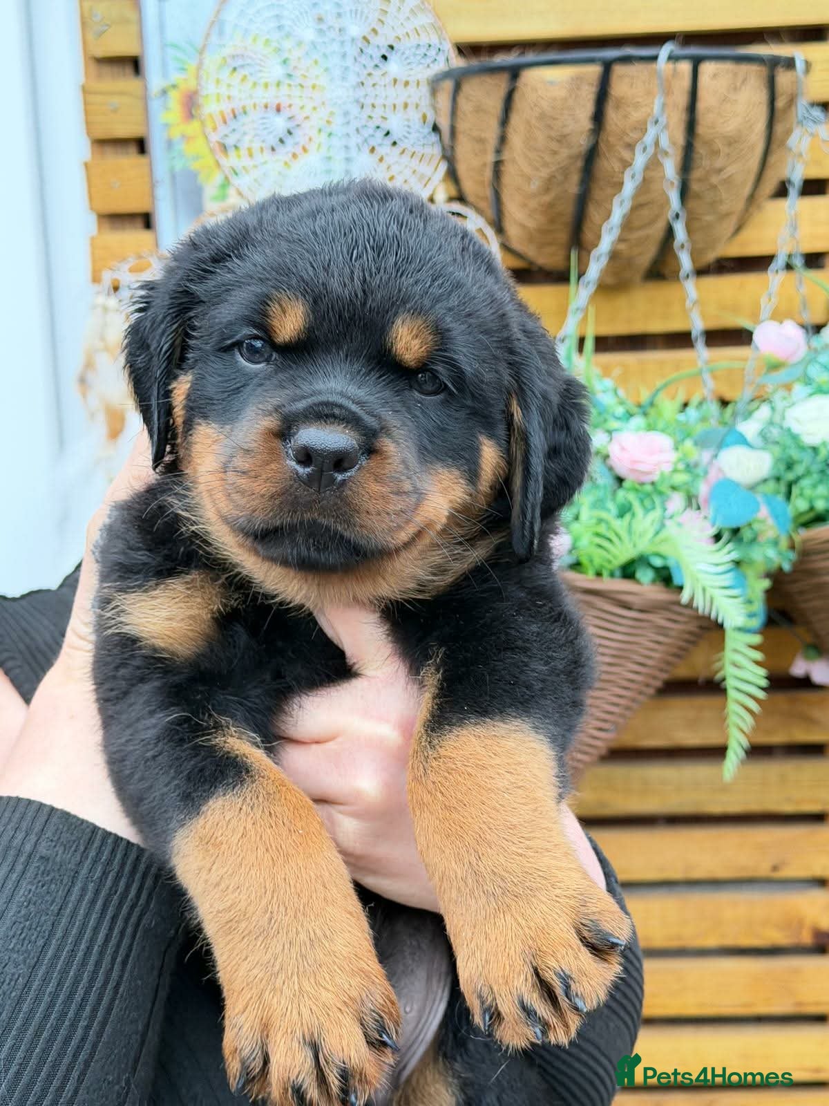 Rottweiler dogs Wonderful Kc Registered Puppies - Advert 1