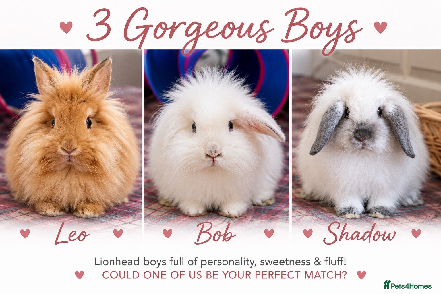 Lionhead rabbits Double Maned Lionheads Babies - Advert 5