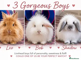 Lionhead rabbits Double Maned Lionheads Babies - Advert 5