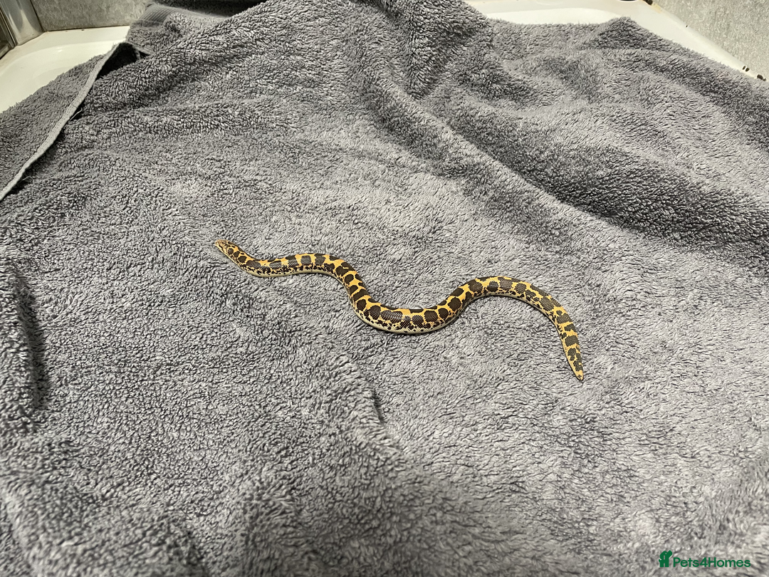 Snake reptiles for sale: Three Snakes + Madagascan Hissing Roaches - Image 9