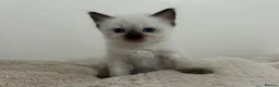 Ragdoll cats for sale: Seal Point & Lilac Bicolour Ragdoll Kittens - Advert 5