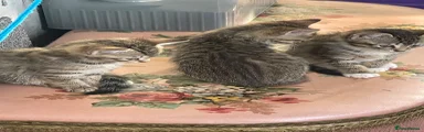 Mixed Breed 3