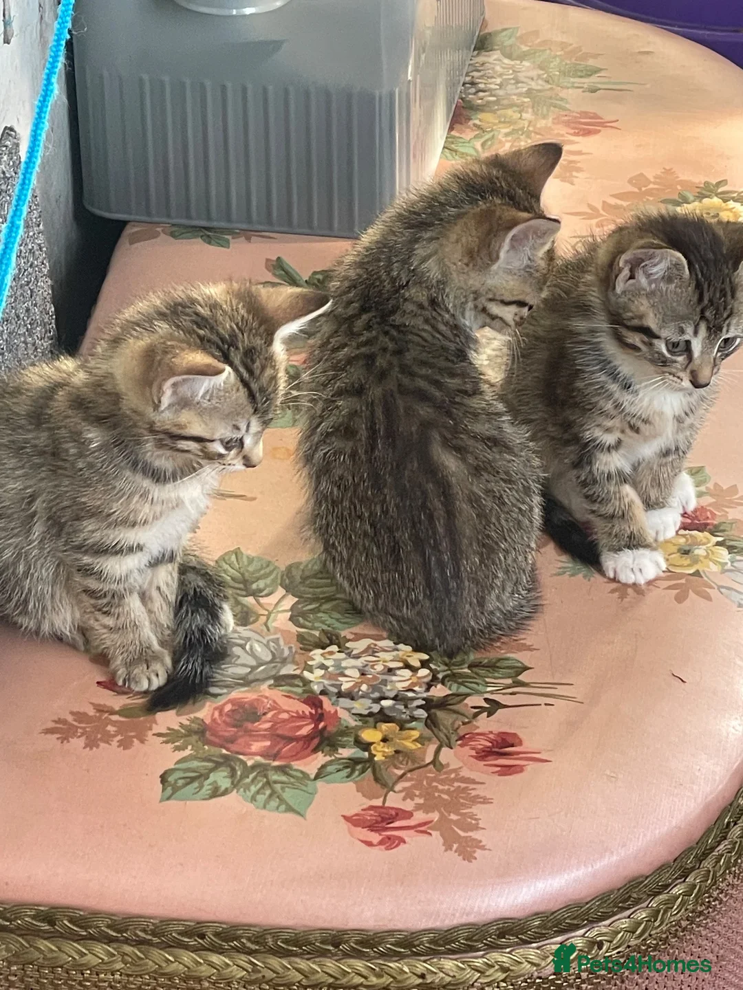 Mixed Breed cats for sale: Tabby kittens for sale in Plymouth - Advert 2