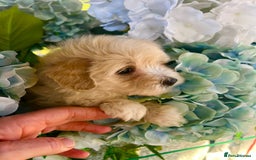 Maltipoo dogs for sale: Maltipoo puppies - Image 15
