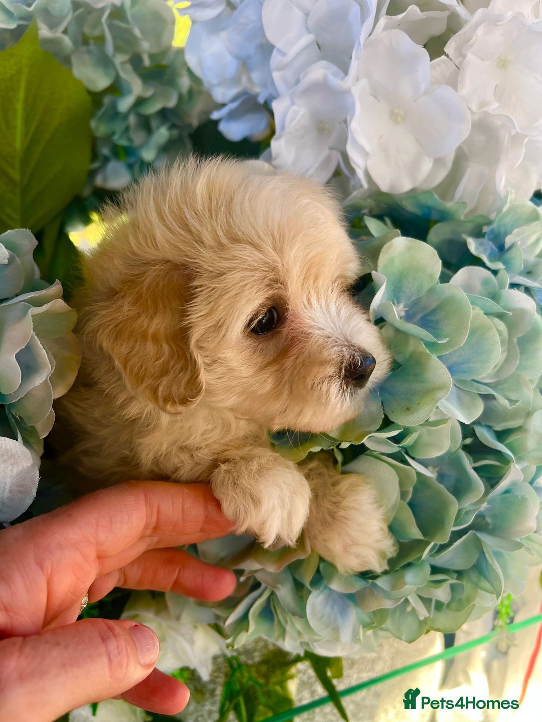 Maltipoo dogs for sale: Maltipoo puppies - Image 15