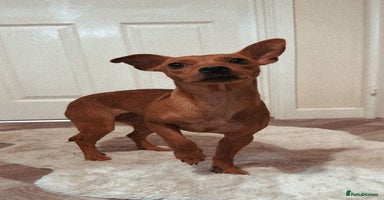 Mixed Breed dogs - Advert 12