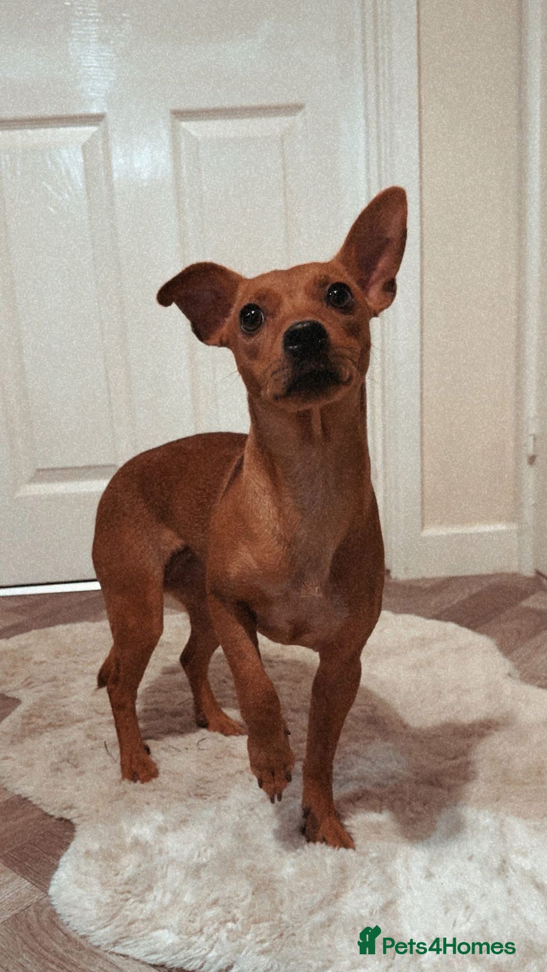 Mixed Breed dogs for adoption: Little Lady Josie is ready for her forever home! - Image 3