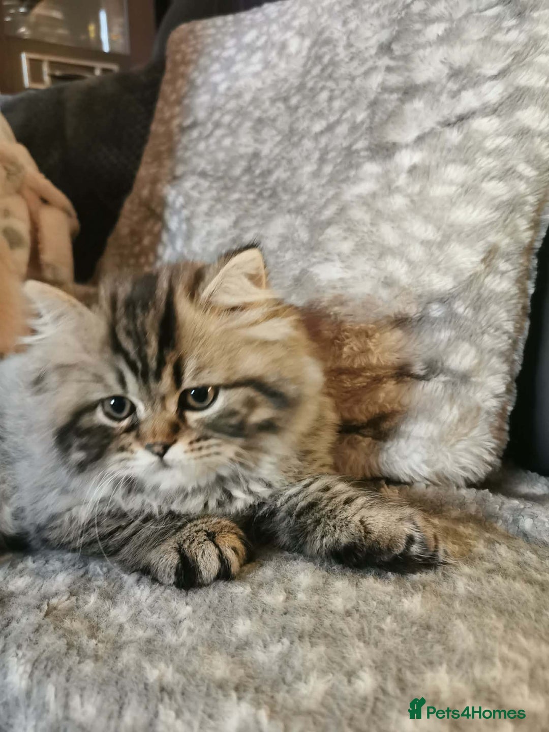 British Longhair cats for sale: Gorgeous British Longhair Girl – Ready Now - Advert 8