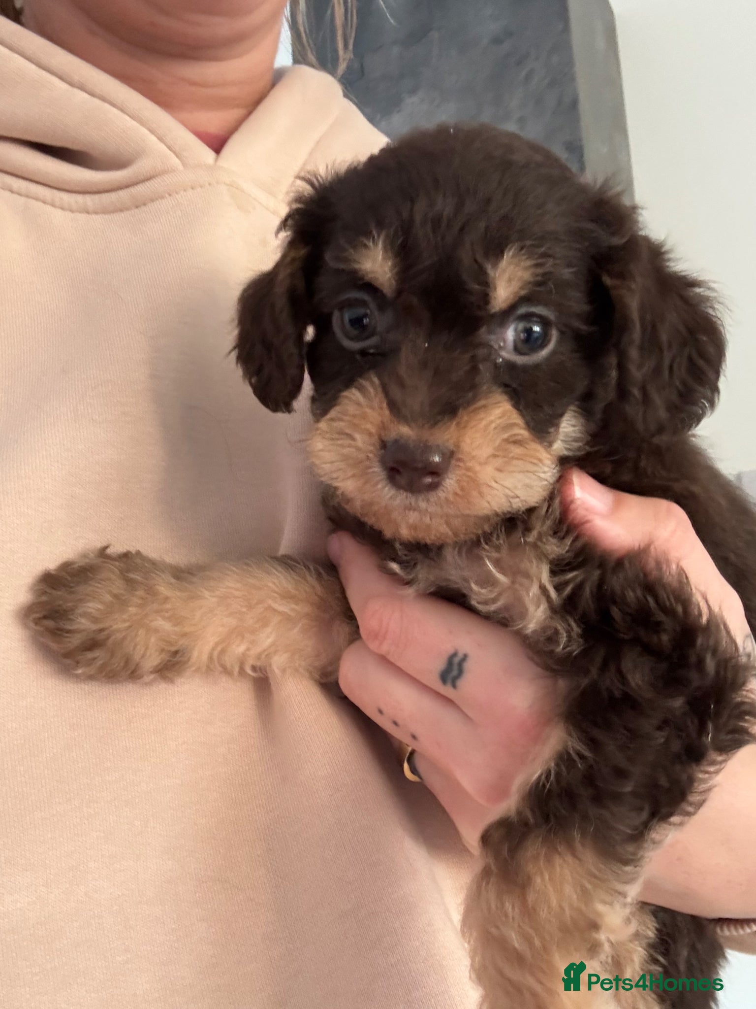 Labradoodle dogs Miniature labradoodles F1B for sale PHANTOM - Advert 2