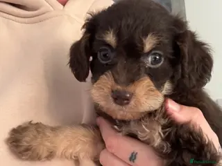 Labradoodle dogs Miniature labradoodles F1B for sale PHANTOM - Advert 2