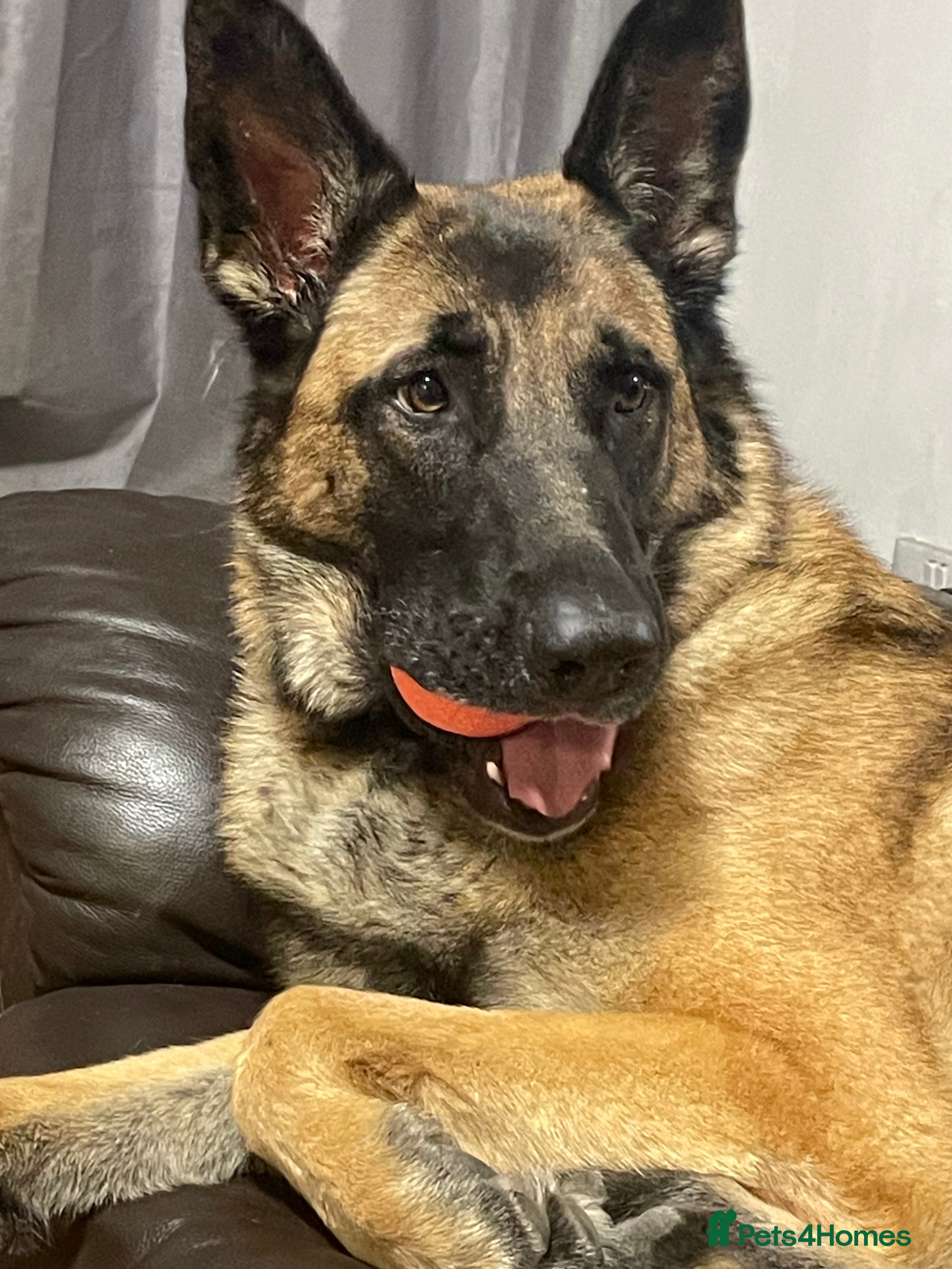 Mixed Breed dogs Lexi  in Stevenage - Advert 5