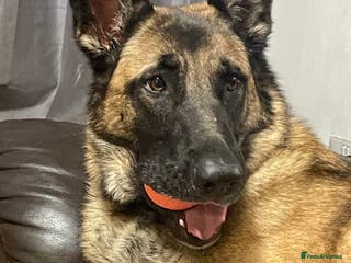 Mixed Breed dogs Lexi in Stevenage - Advert 5