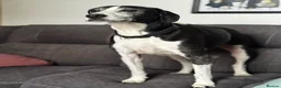 Mixed Breed dogs for sale: Skinner in Maidstone - Advert 3