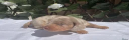 Miniature Dachshund dogs for sale: BEAUTIFUL TINY MINIATURE DASCHUNDS DAPPLE KC  - Advert 27