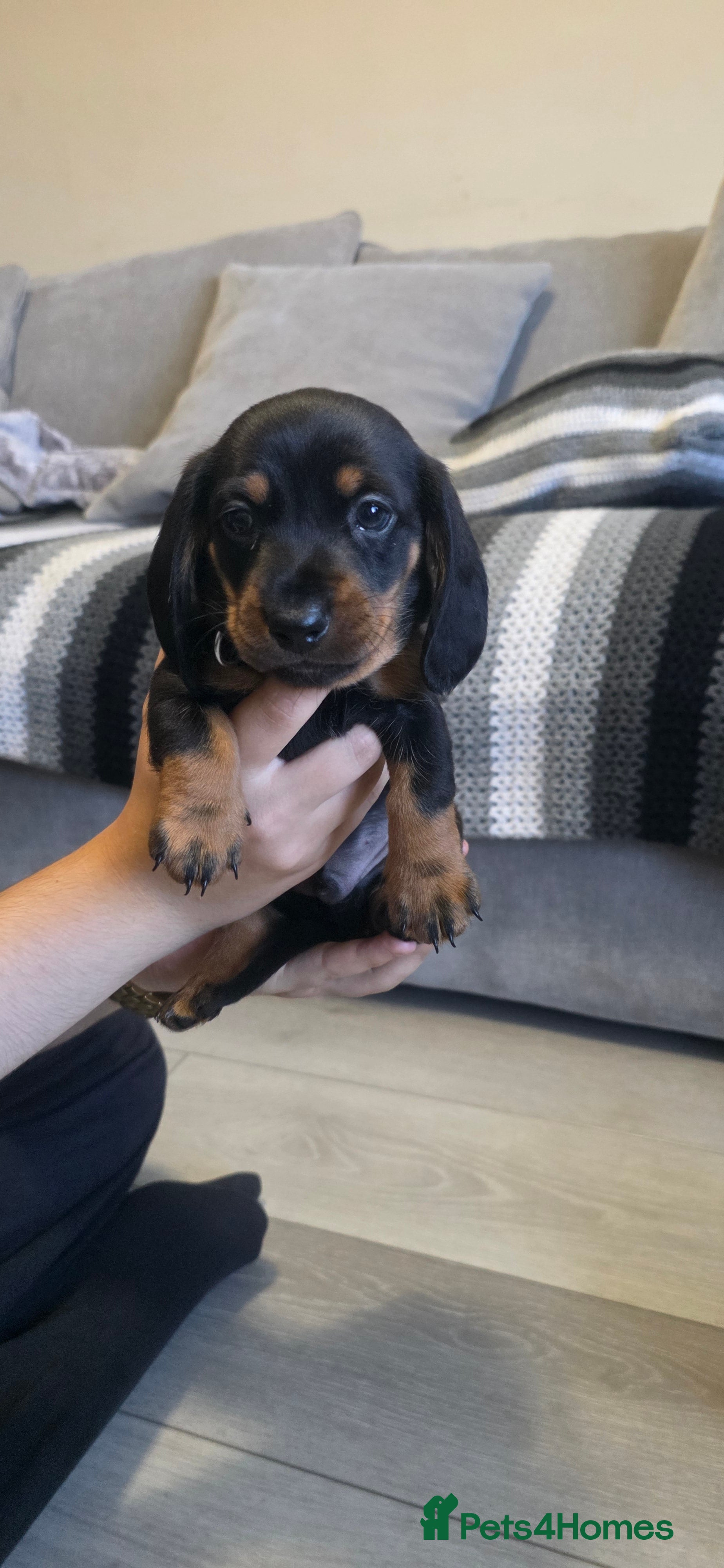 Dachshund dogs Three long haird beautiful Dachshund in Liverpool - Advert 1