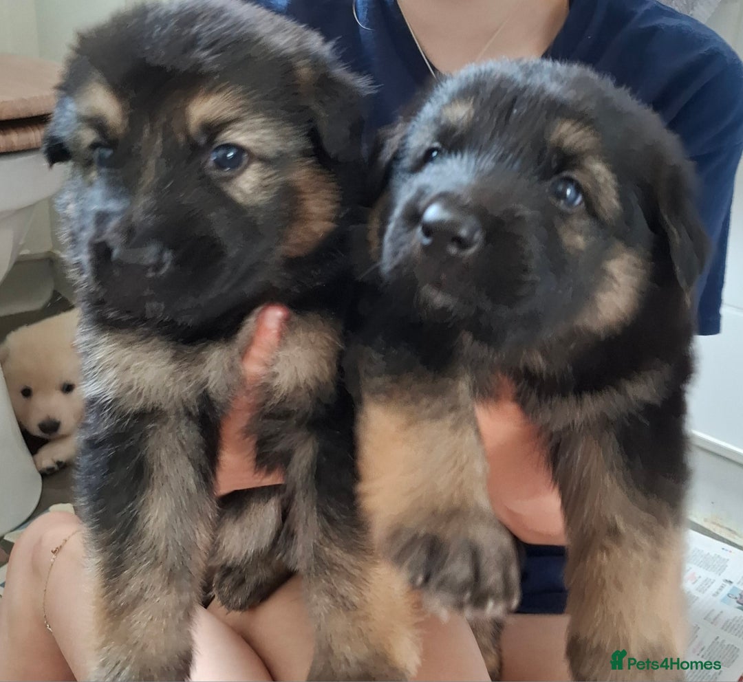 German Shepherd dogs for sale: Stunning litter of German shepherd puppies   - Image 13