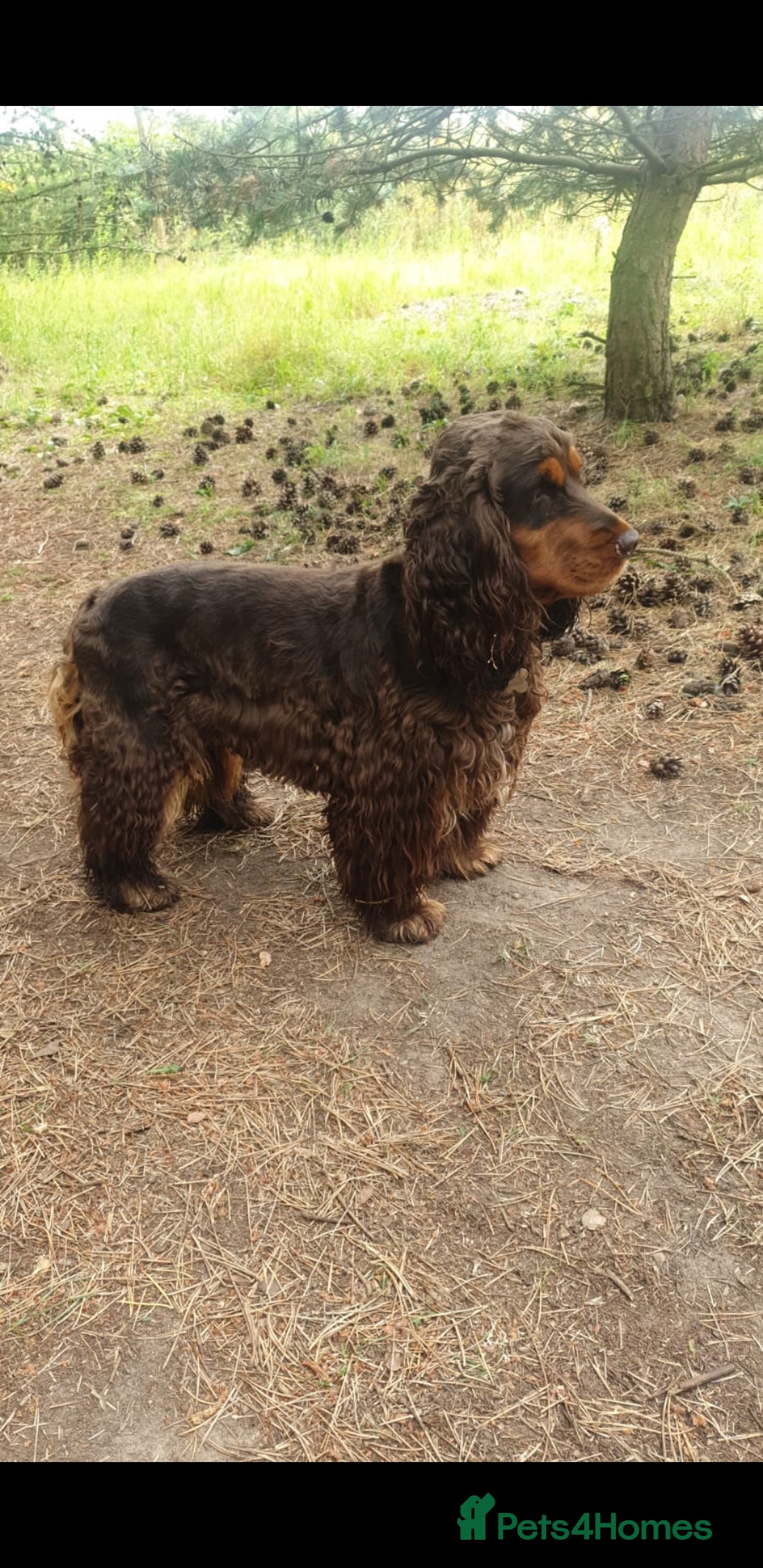 Cocker Spaniel dogs for stud: SHOW COCKER SPANIEL 🐕 health tested stud  in Brentwood - Advert 11
