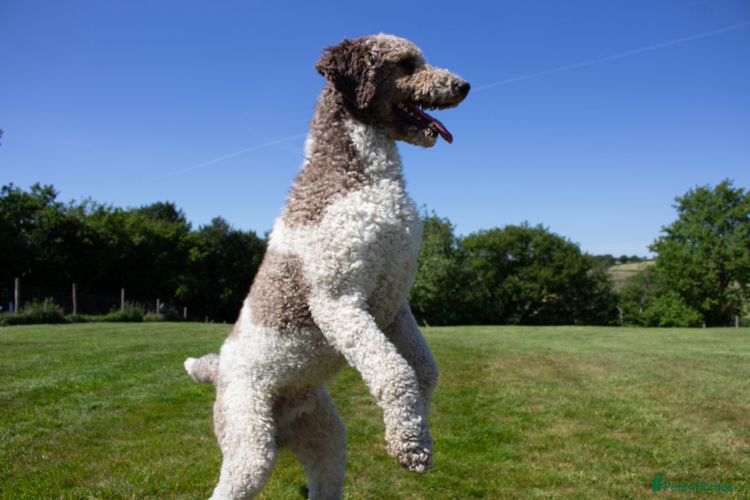 Labradoodle dogs for stud: Labradoodle Stud - Image 4