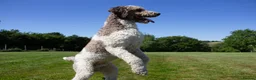 Labradoodle dogs for stud: Labradoodle Stud - Advert 4