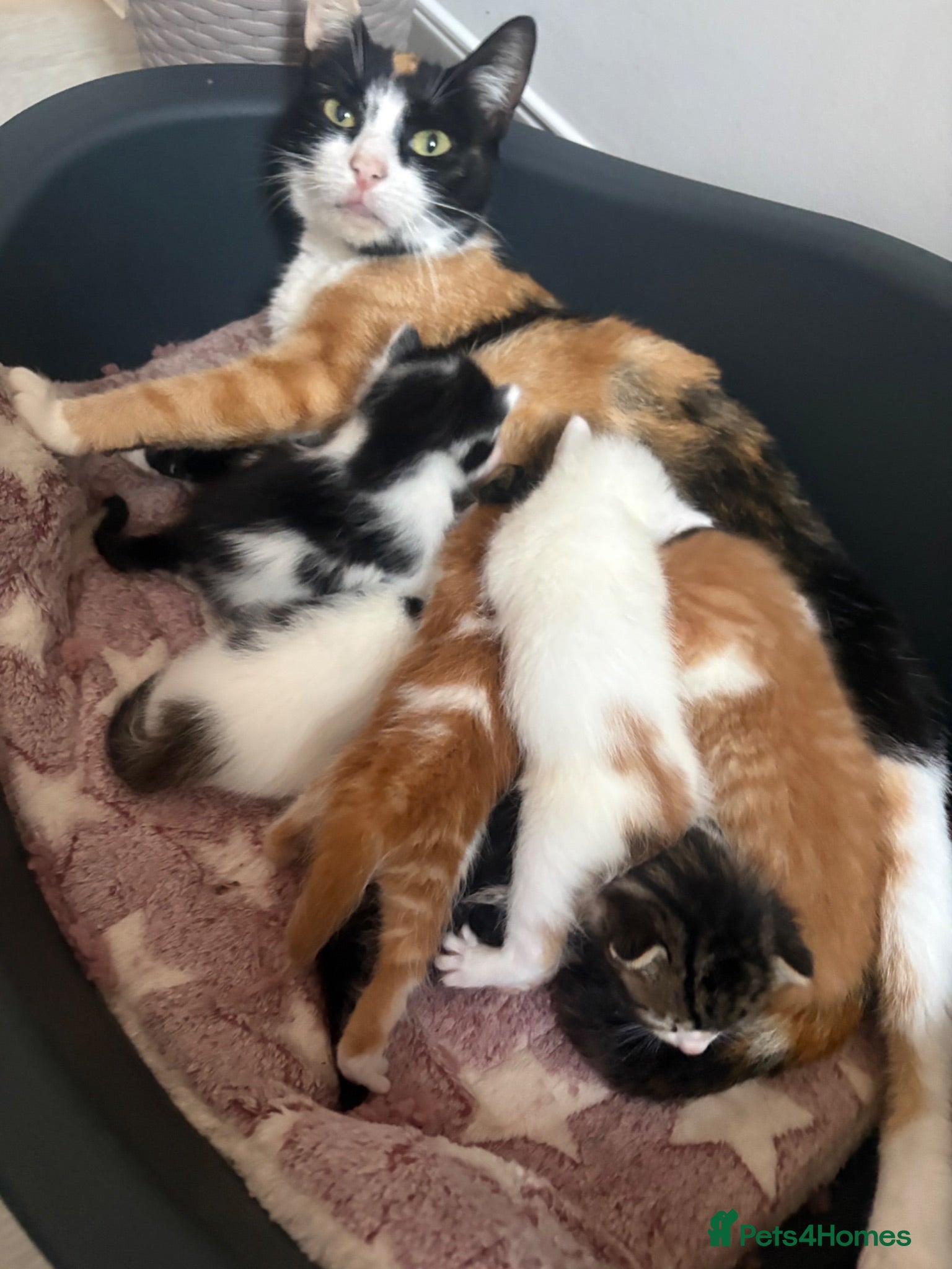 Mixed Breed cats Kittens for sale  - Advert 1