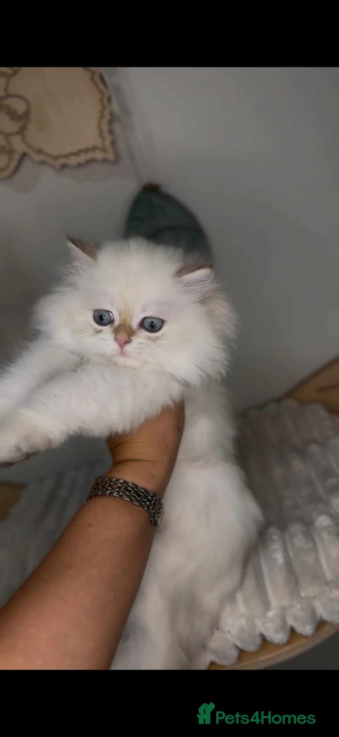 British Longhair cats for sale: Vet bred teddybear lap cats gccf - Advert 1