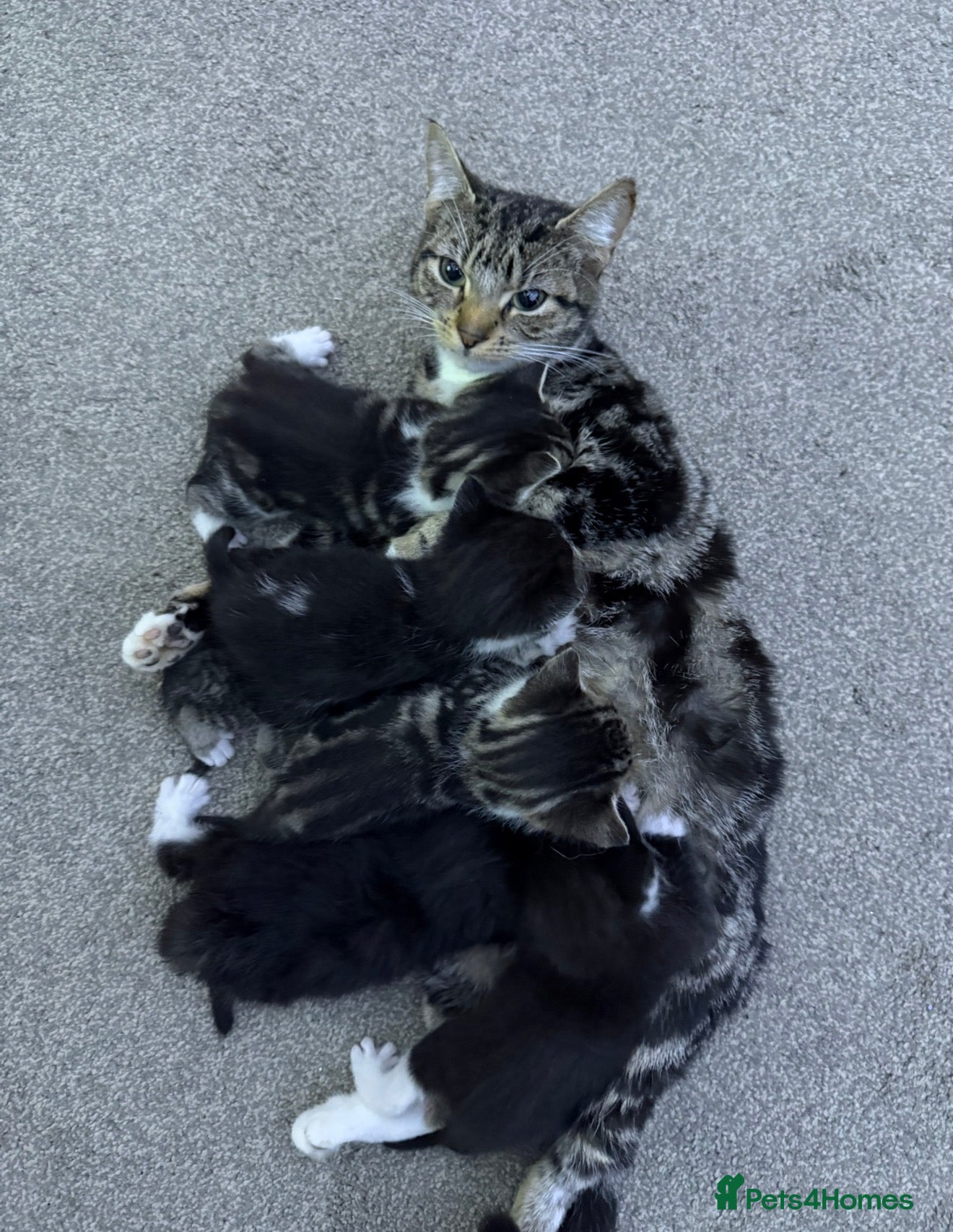 British Shorthair cats 5 Beatiful kittens - Advert 3