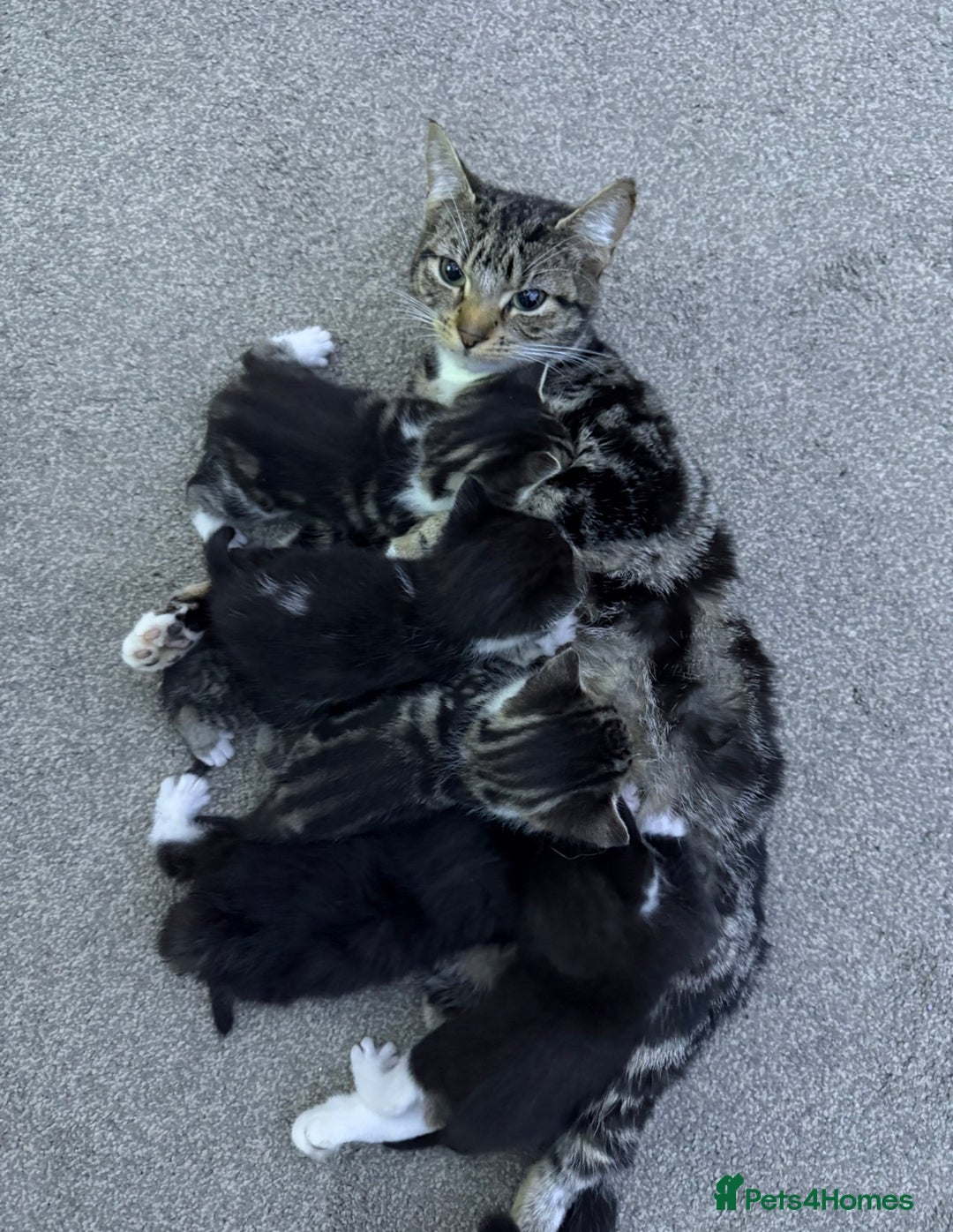 British Shorthair cats for sale: 5 Beatiful kittens - Advert 1