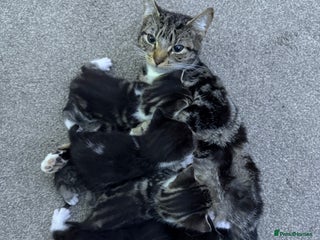 British Shorthair cats 5 Beatiful kittens - Advert 3